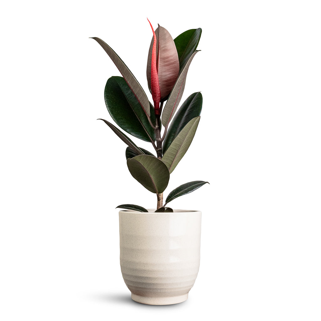 25 35cm ficus abidjan rubber plant 12cm pot house plant Ficus elastica Abidjan - Burgundy Rubber Plant Houseplants | Hortology