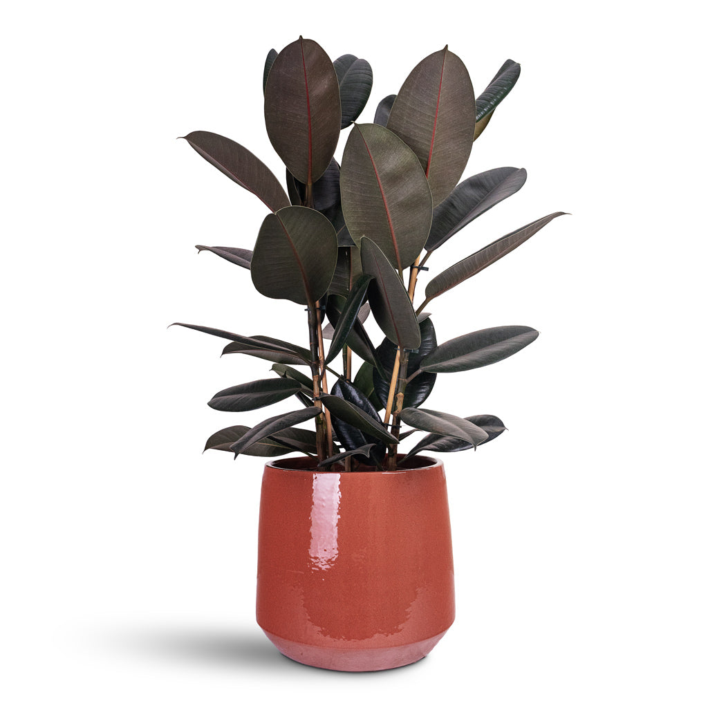 Ficus elastica Abidjan 24x80cm House Plant In Common Pot Shiny Brick 32x27cm