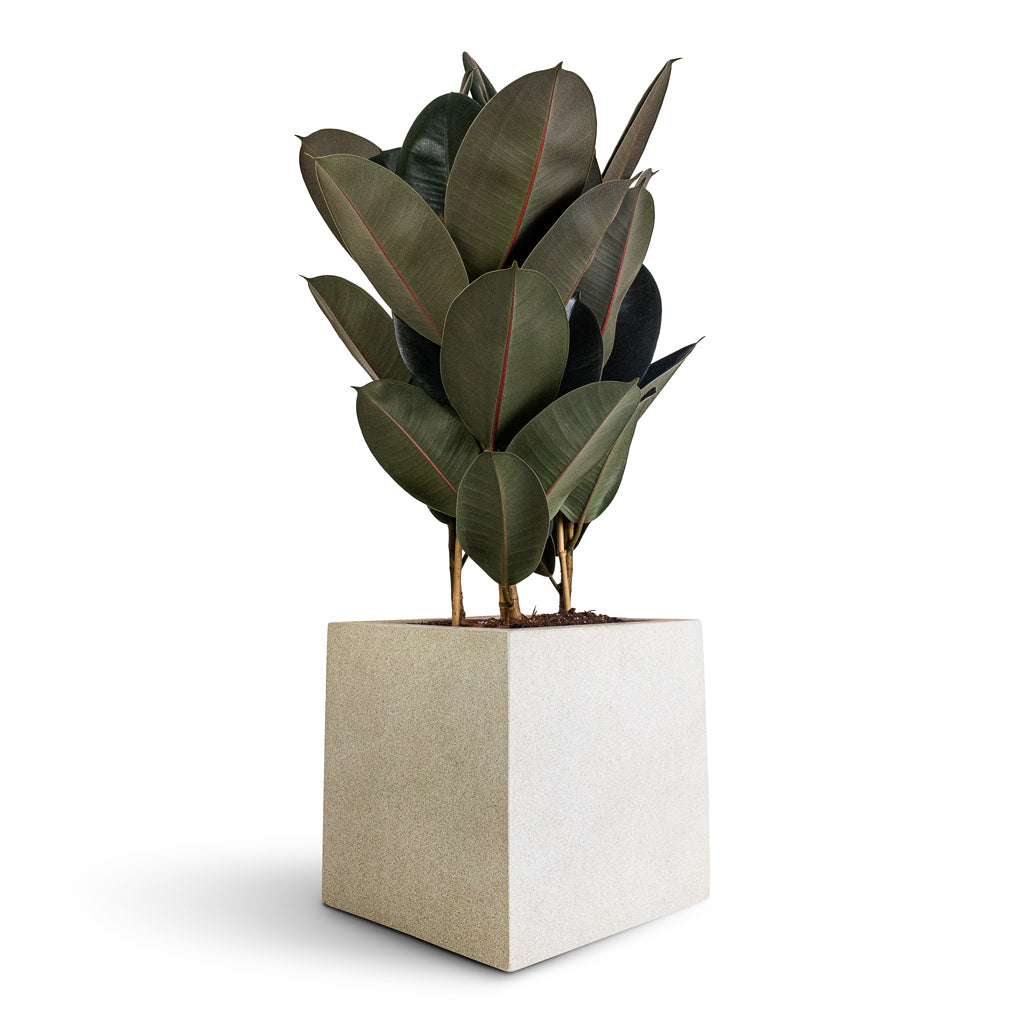 Ficus elastica Abidjan - 24x80cm - In Grigio Cube Planter Antique White Concrete - 30x30x30cm