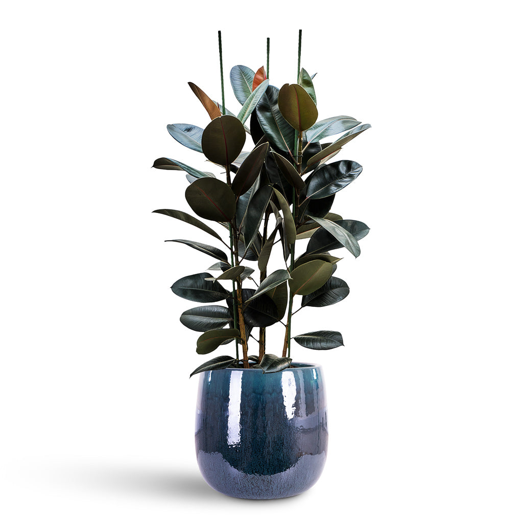Ficus elastica Abidjan 30x140cm house plant in Aura Balloon Planter Ocean Blue 43x43cm