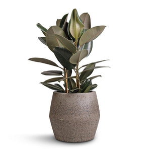 Ficus elastica Abidjan - Burgundy Rubber Plant & Harley Cement & Stone Plant Pot - Granite Grey