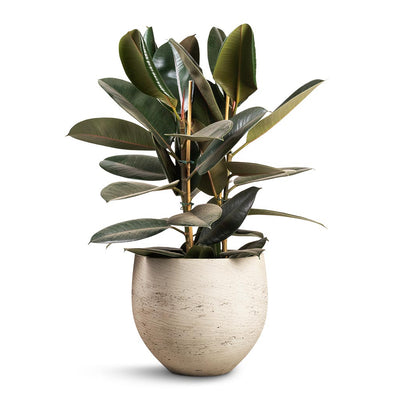 Mini Orb Plant Pot - Grey Washed - Quality Plant Pots | Hortology
