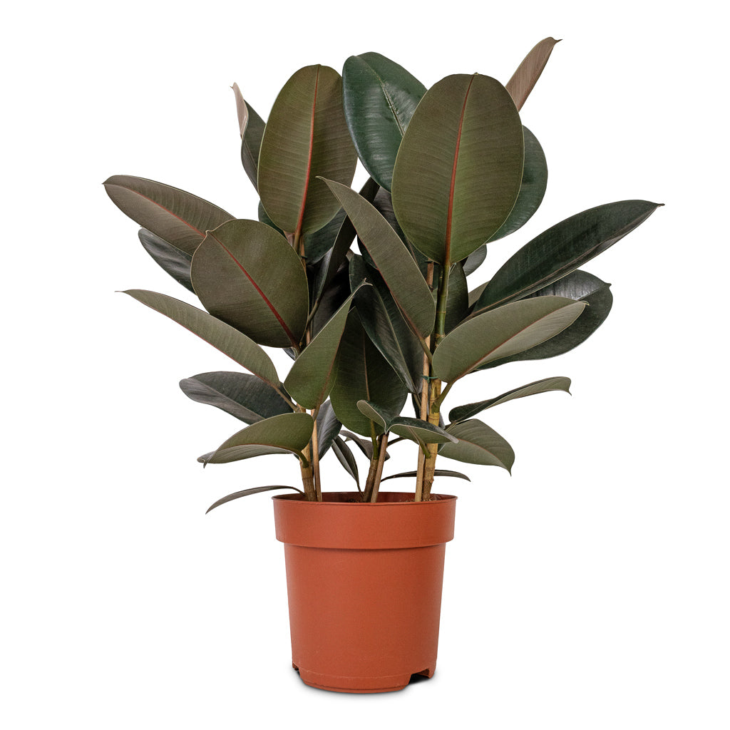 Ficus elastica Abidjan - Burgundy Rubber Plant - 24 x 80cm