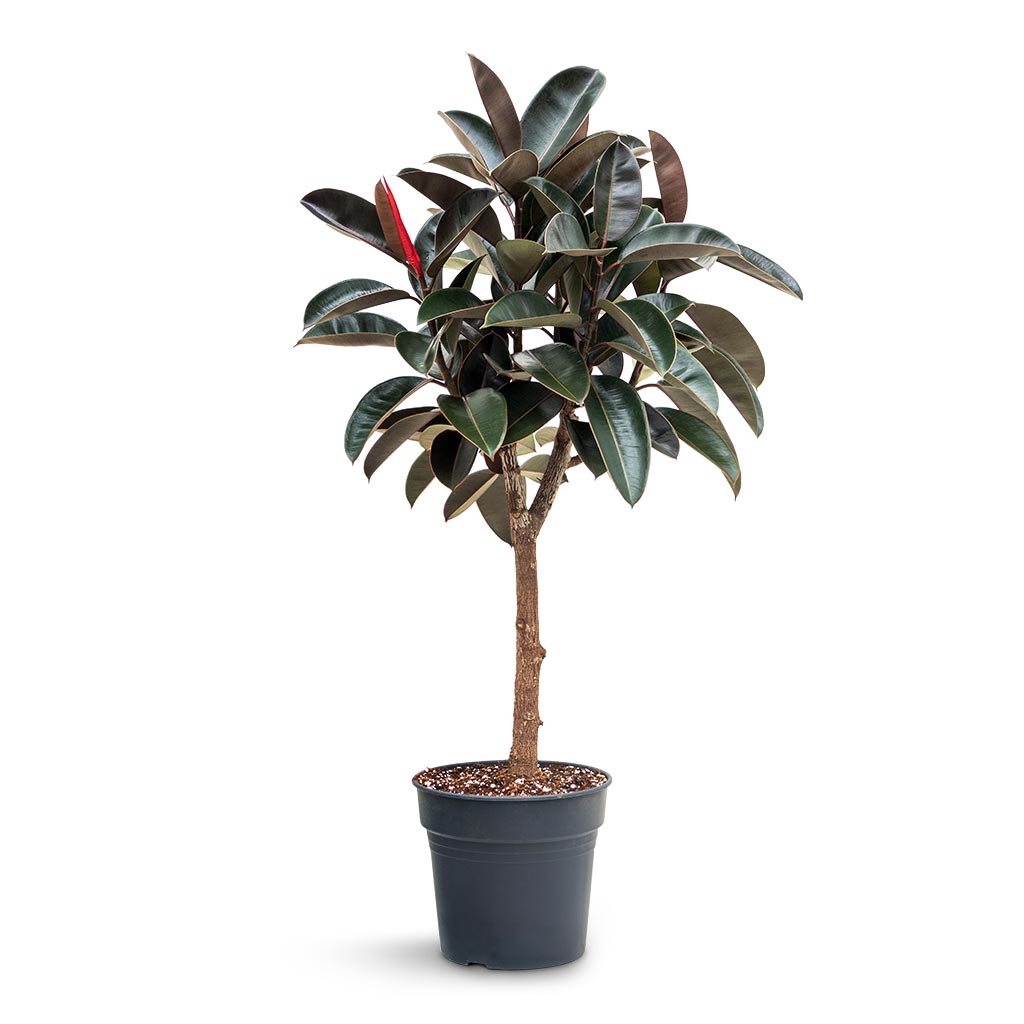 Burgundy Rubber Plant