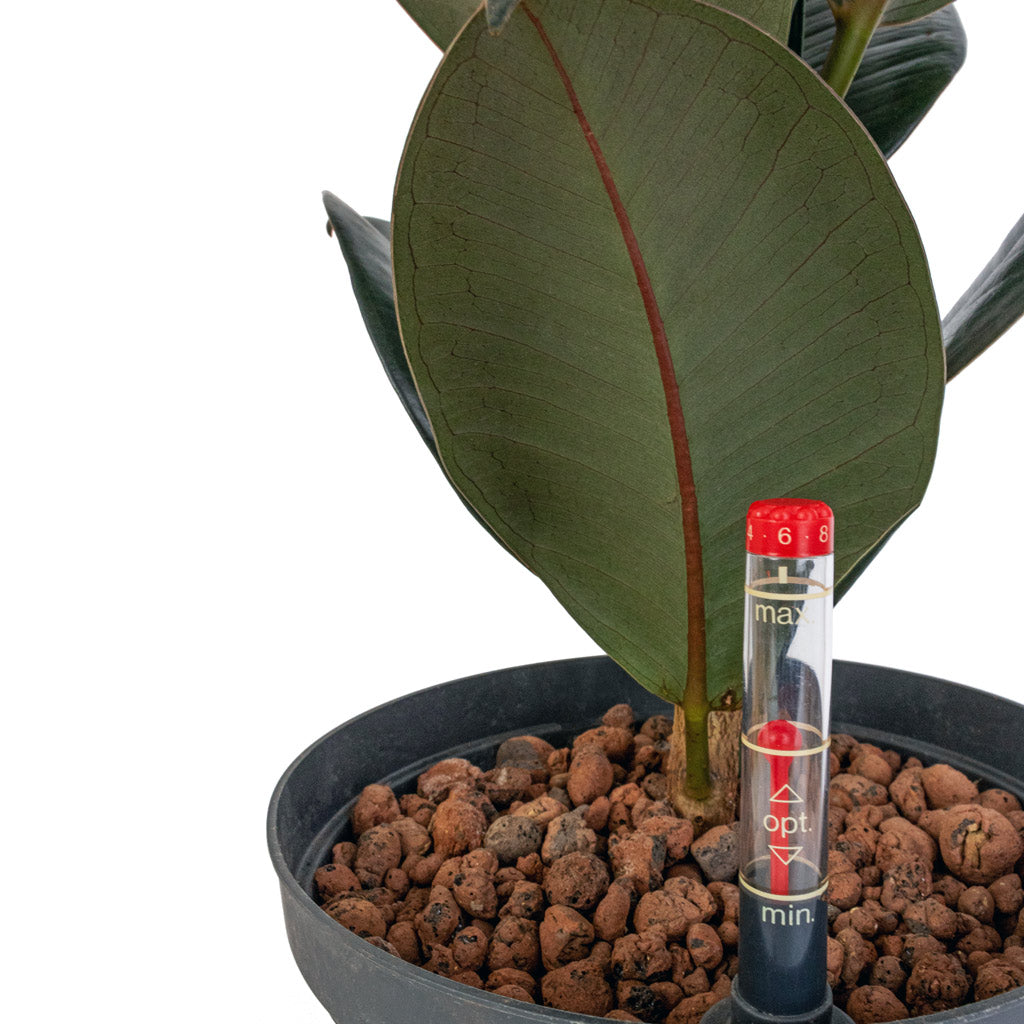 Ficus elastica Abidjan Hydroculture Indoor Plant