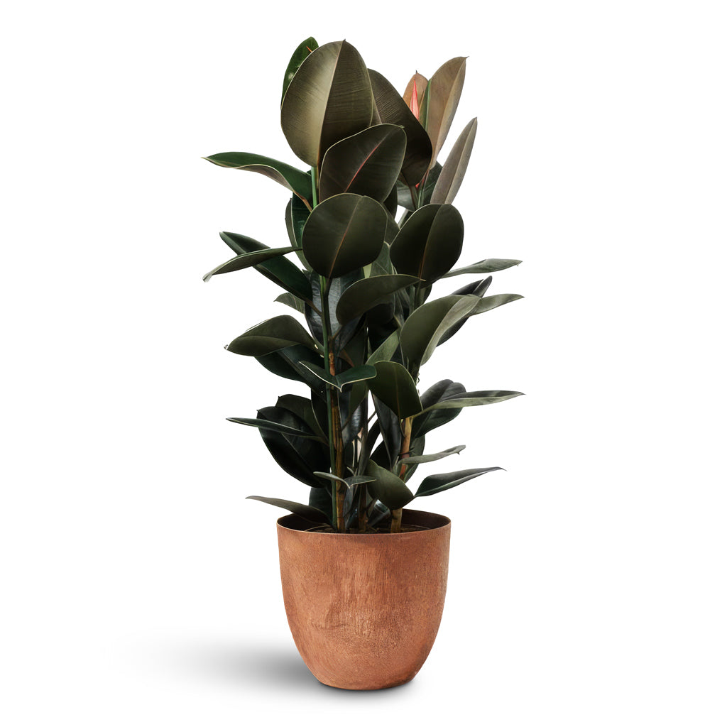 Ficus elastica Abidjan Rubber Plant 30x120cm House plant in Bola Artstone Plant Pot Oak 38x33cm