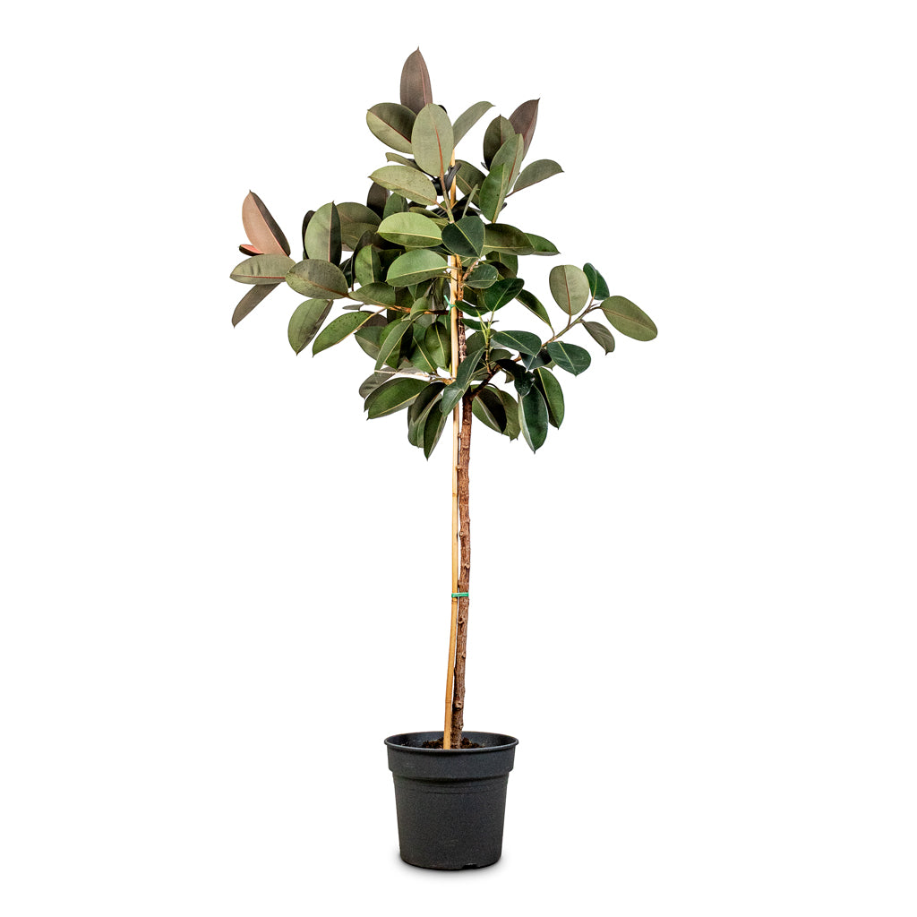 Ficus elastica Abidjan Straight Stem 38x190cm