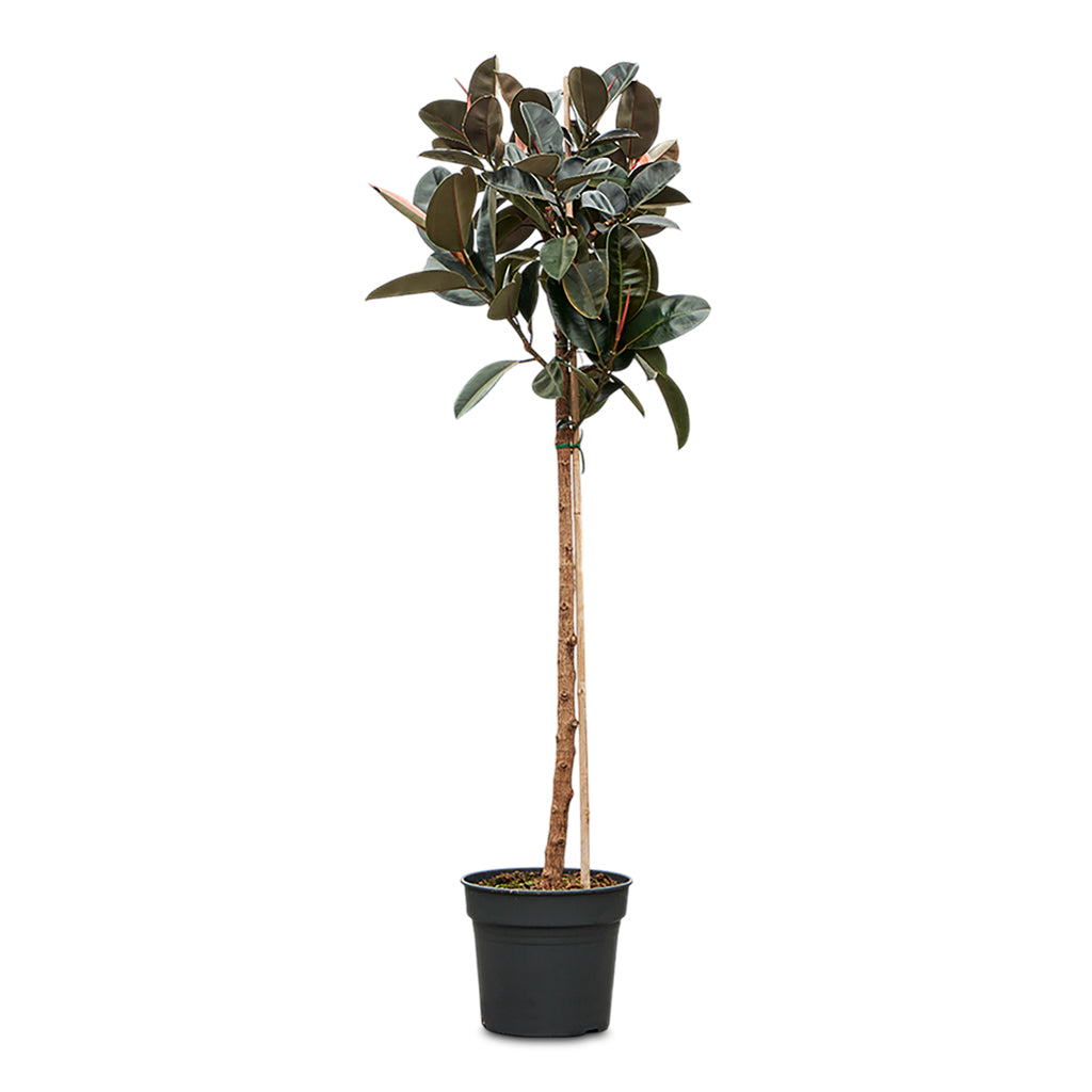Ficus elastica Abidjan - Burgundy Rubber Plant - Straight Stem - 30 x 130cm