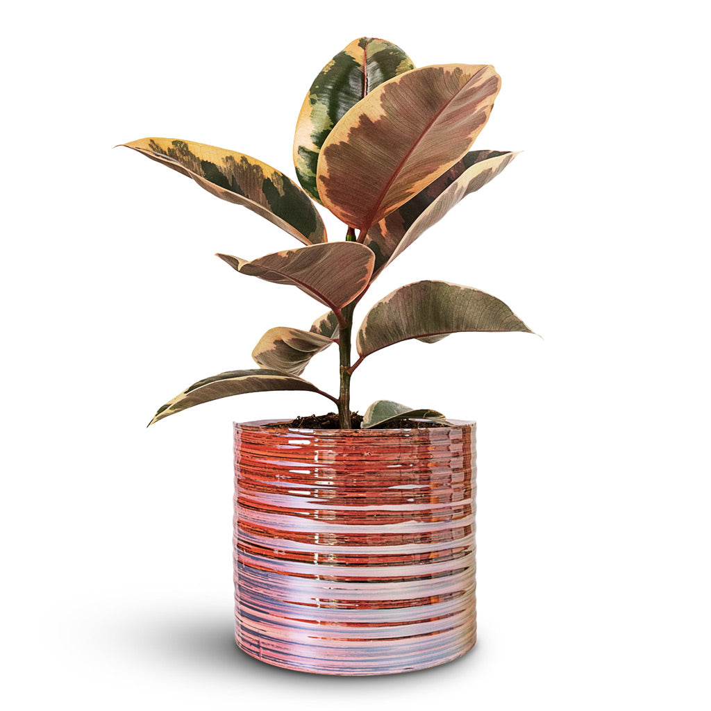 Ficus elastica Belize 14x45cm house plant in Didi Plant Pot Pearl Pink 19x16cm 