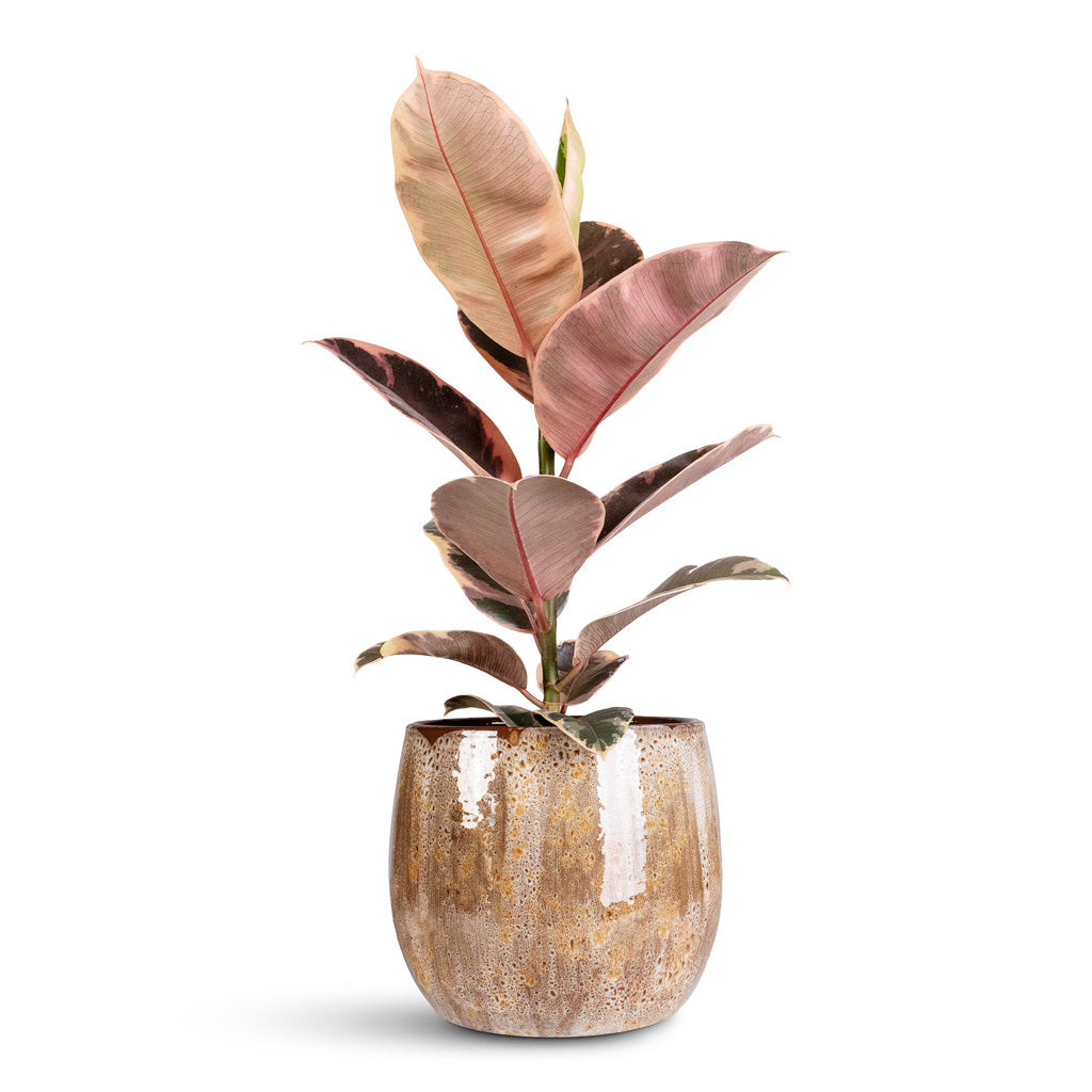 Ficus elastica Belize 17x60cm Suus Pot Latte 23x20cm