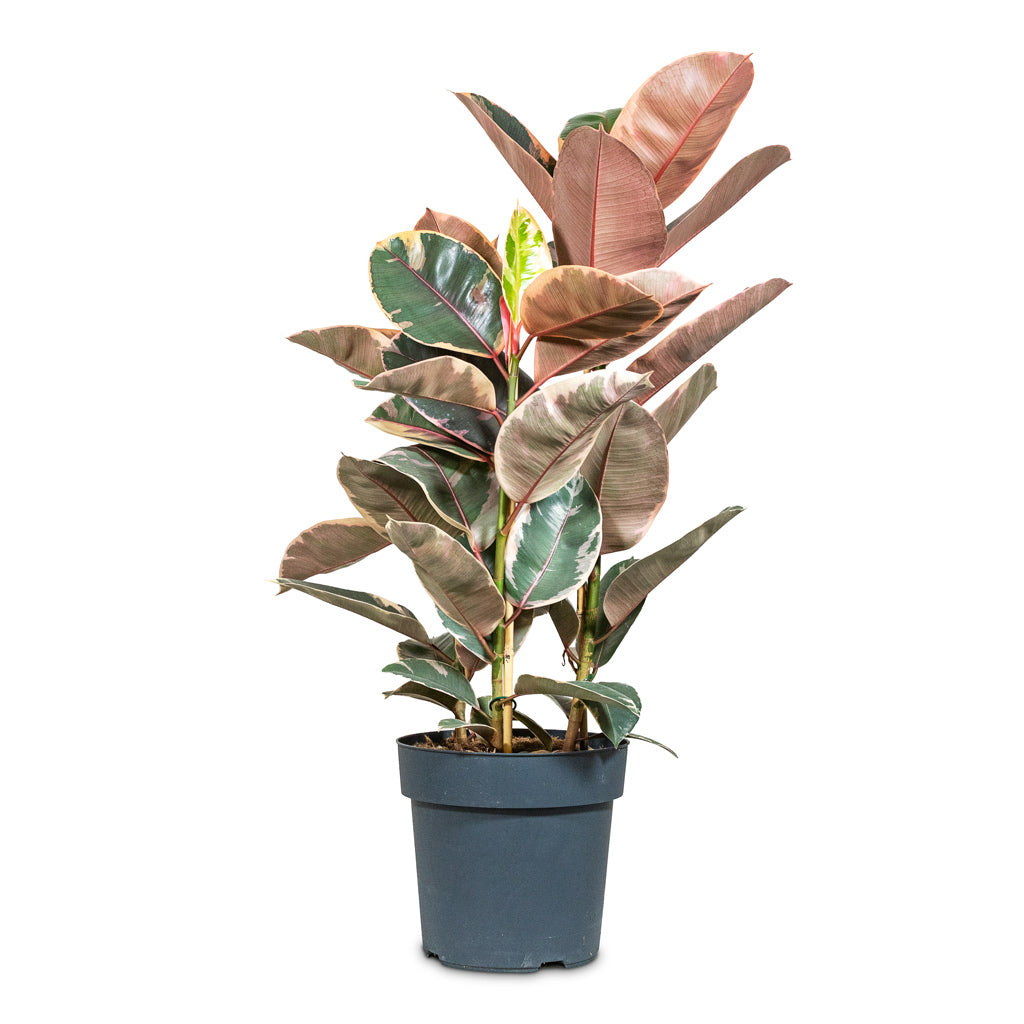 Ficus elastica Belize 27x100cm