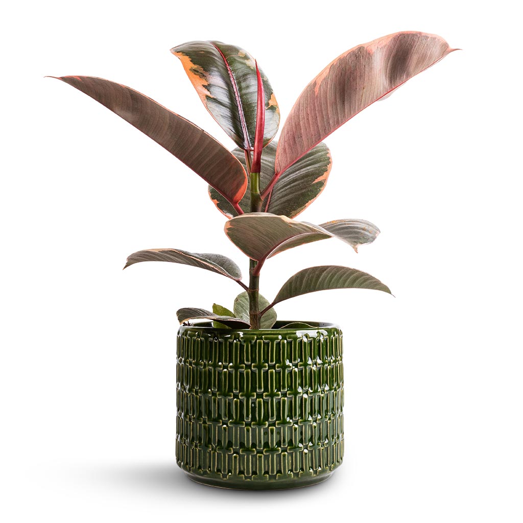 Ficus elastica Belize - Pink Rubber Plant & Flor Plant Pot - Green