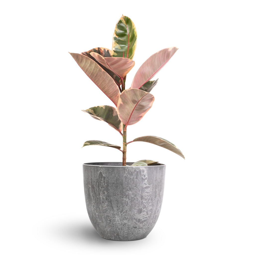Ficus elastica Belize - Pink Rubber Plant & Bola Artstone Plant Pot - Grey