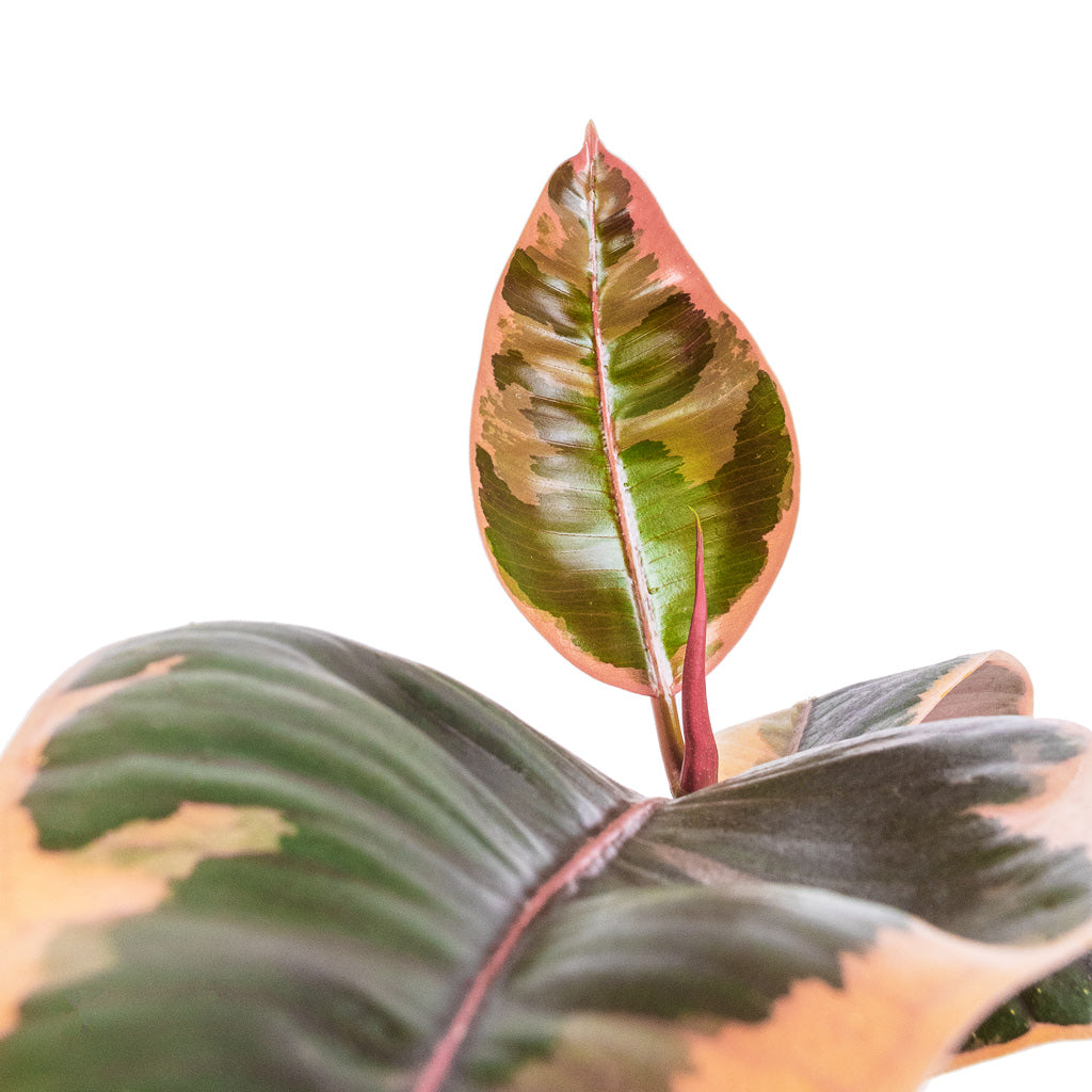 Ficus elastica Belize - Pink Rubber Plant
