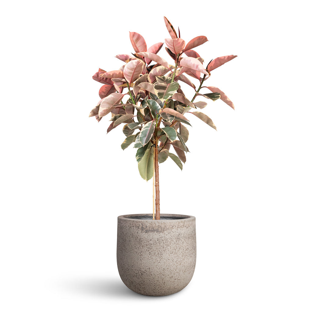 Ficus elastica Belize Pink Rubber Plant Straight Stem - 30x140cm In Cody Cement Stone Plant Pot Granite Grey - 46x40cm