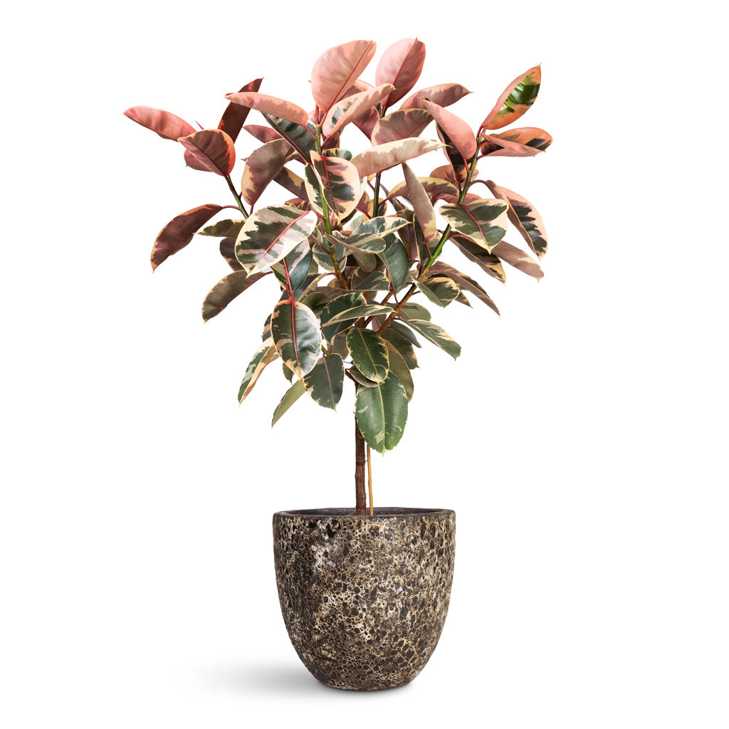 Ficus elastica Belize Pink Rubber Plant Straight Stem - 30x140cm In Lava Couple Relic Planter Black - 45x42cm