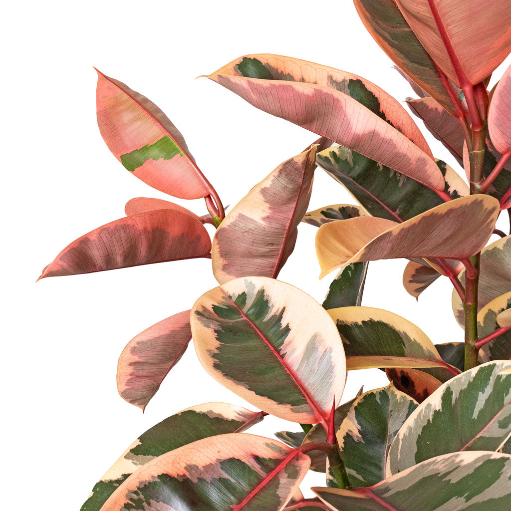 Ficus elastica Belize Pink Rubber Plant Straight Stem Close up 