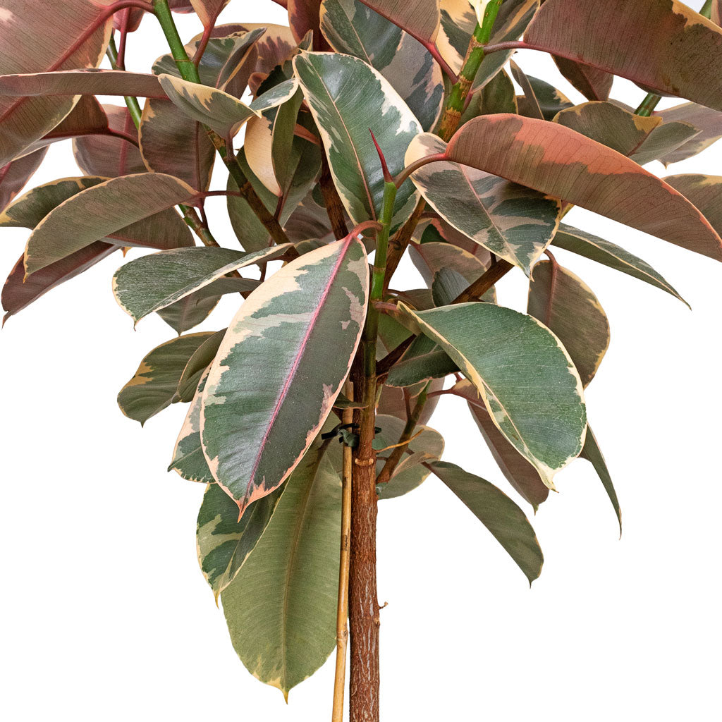 Ficus elastica Belize Pink Rubber Plant Straight Stem Close up 