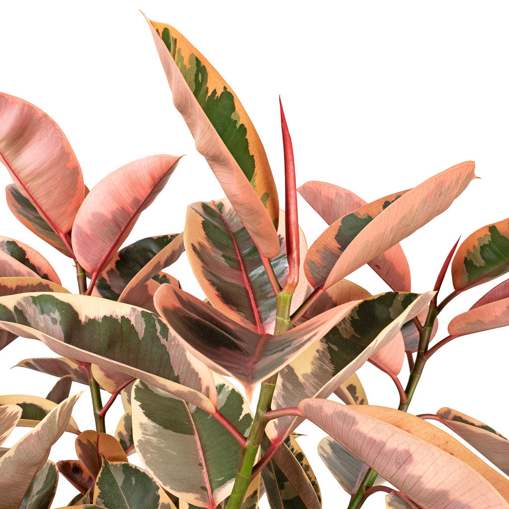 Ficus elastica Belize Pink Rubber Plant Straight Stem Close up 