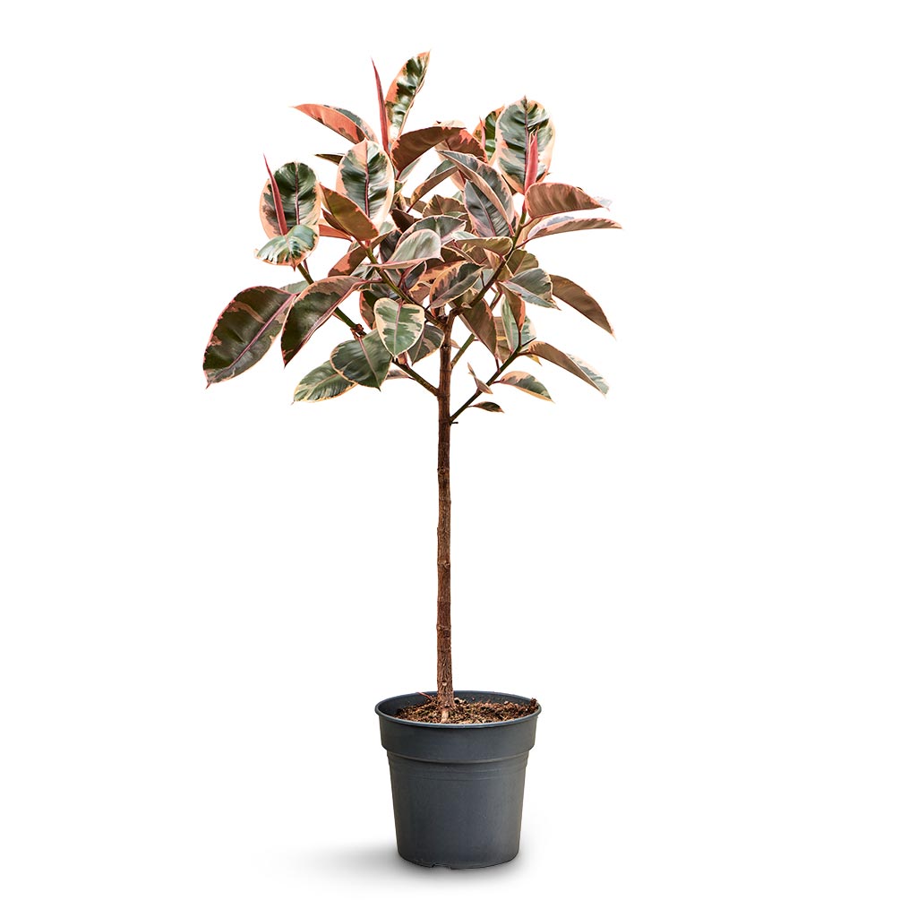 Ficus elastica Abidjan - Burgundy Rubber Plant - Straight Stem - 30 x 130cm