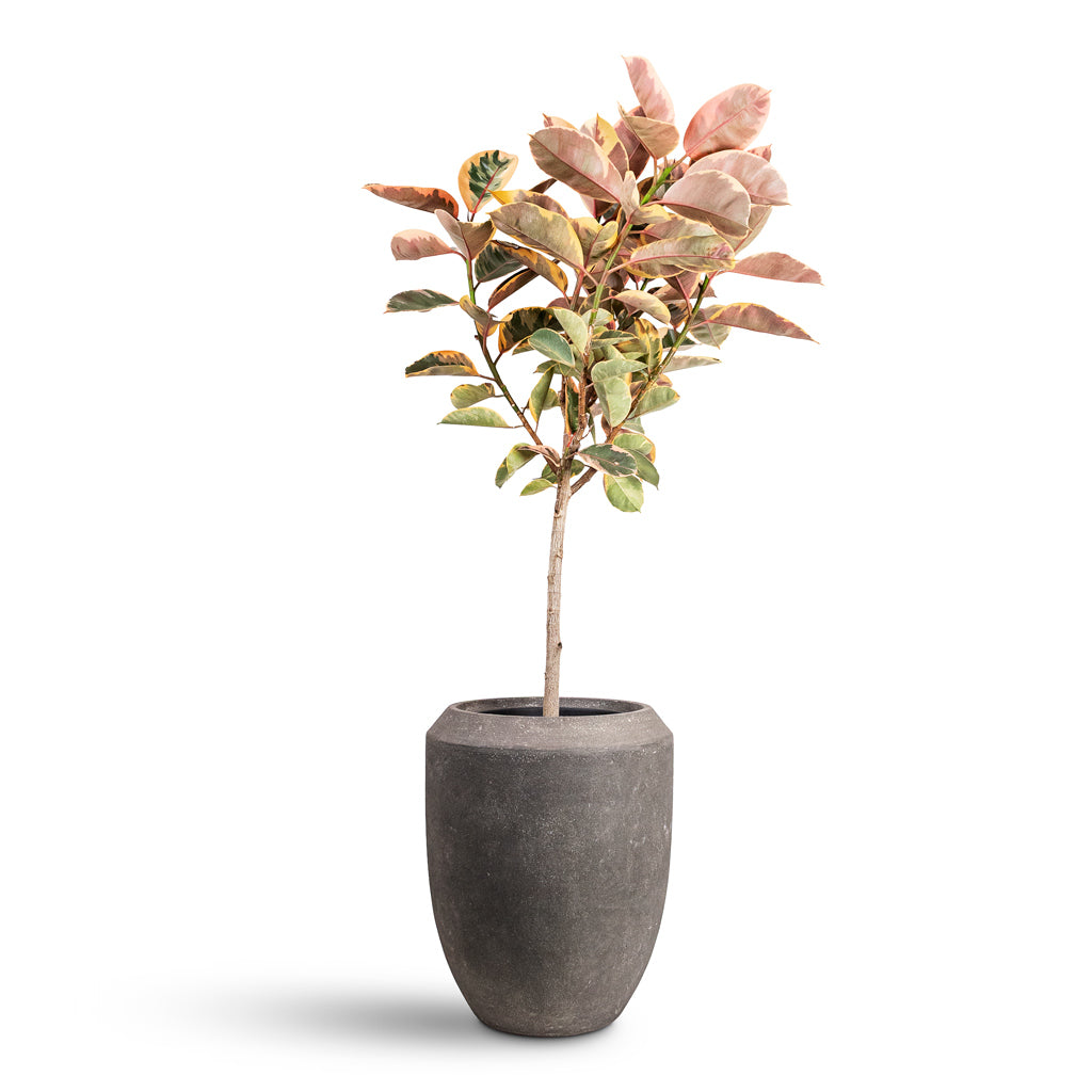 Ficus elastica Belize Straight Stem 30x150cm House Plant In Polystone Coated Plain Coppa Planter Raw Grey 45x55cm