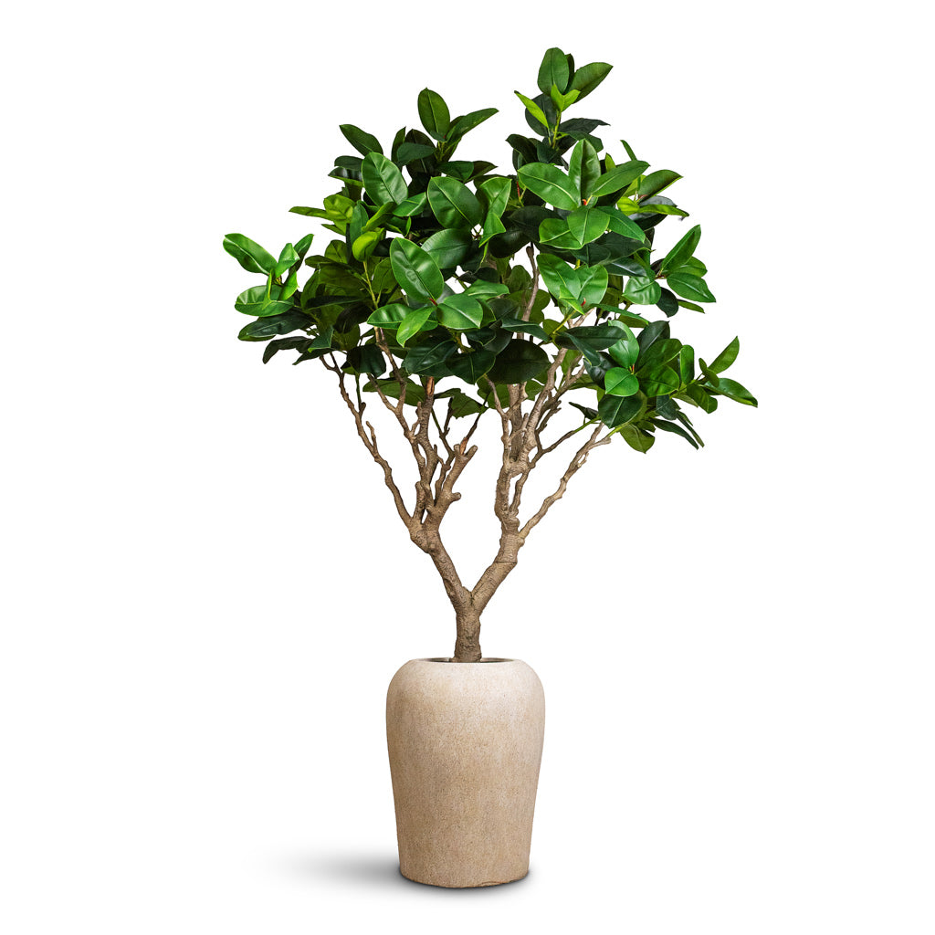 Ficus elastica Botanic Tree Potted Artificial 240cm house plant in Lena Mineral Planter Travertine 55x70cm
