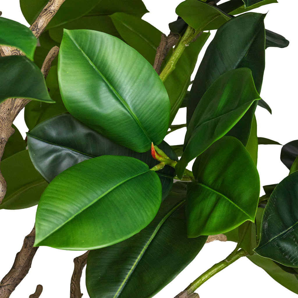 Ficus elastica Botanic Tree Potted Artificial close up 