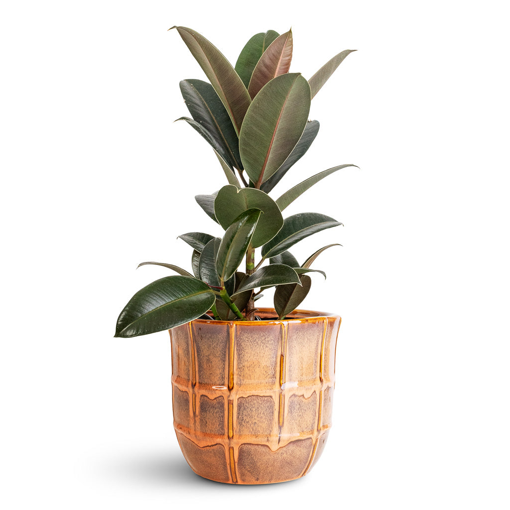 Ficus elastica Melany - 14x45cm In Noemi Pot Copper Coral - 20x17cm