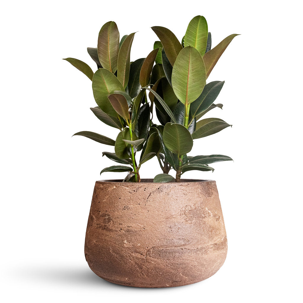 Ficus elastica Melany - 19x55cm In  Algar Darcy Planter Brown - 37x24cm