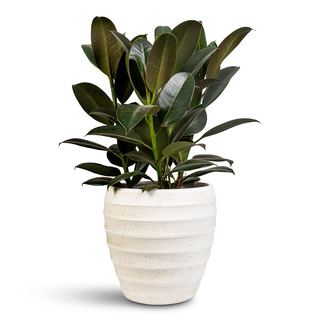 Ficus elastica Melany - 19x55cm In Beatrice pot White - 24x24cm