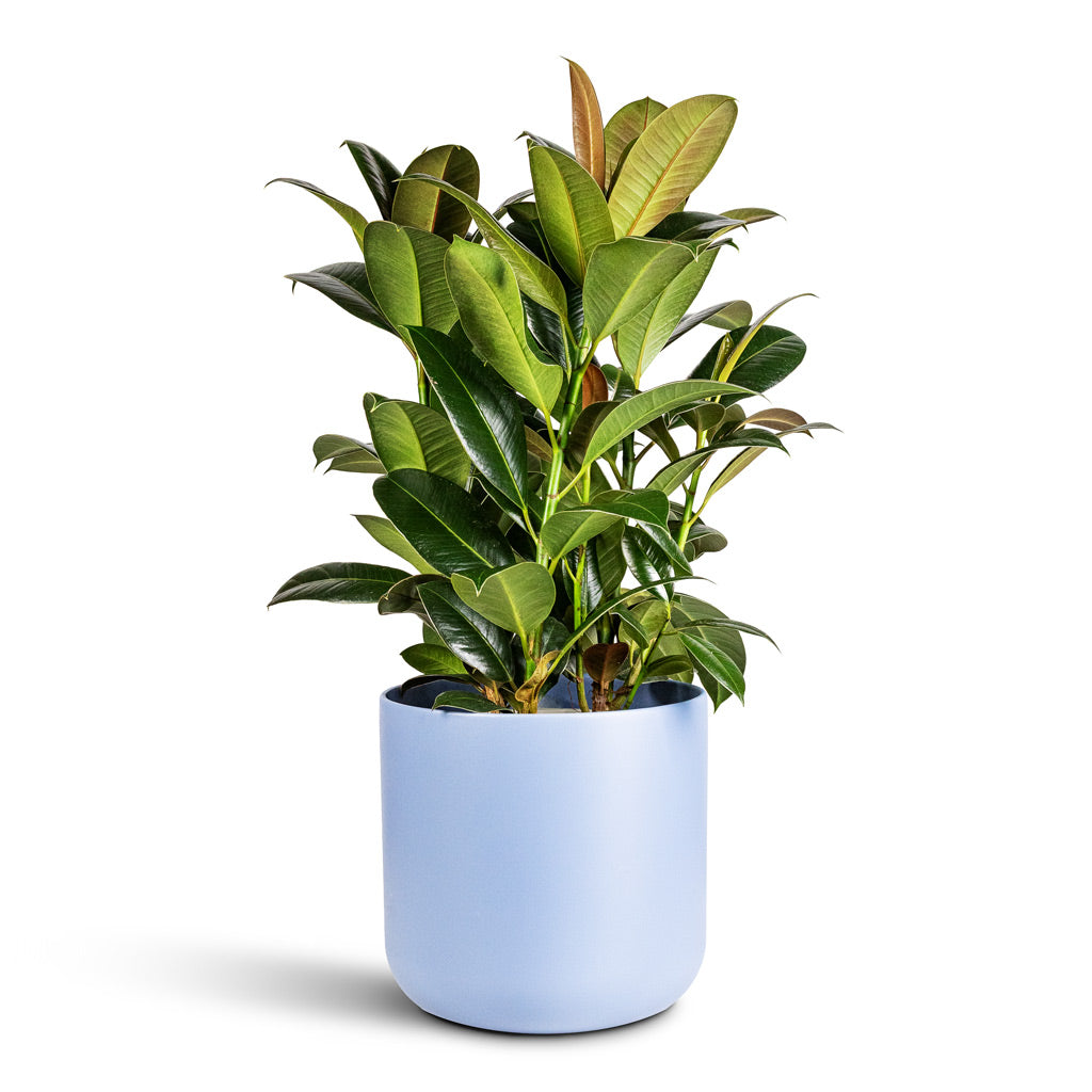 Ficus elastica Melany - 20x90cm In Lisbon Pot Powder Blue - 24x24cm