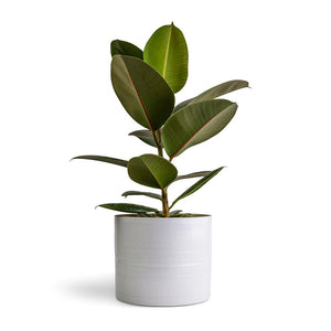 Ficus elastica Robusta - Rubber Plant & Hadleigh Plant Pot - White