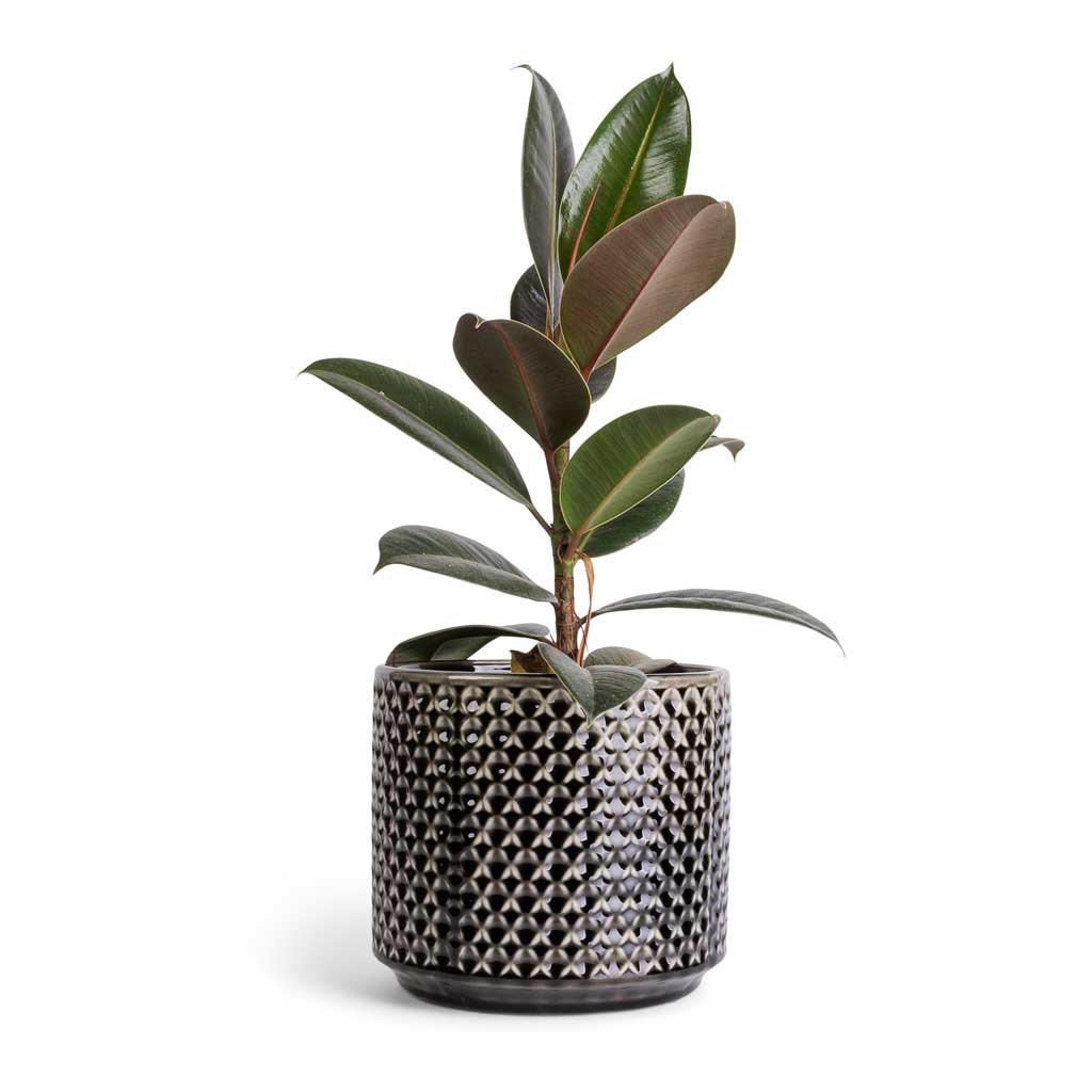 Ficus elastica Melany - Rubber Plant & Thies Plant Pot - Anthracite