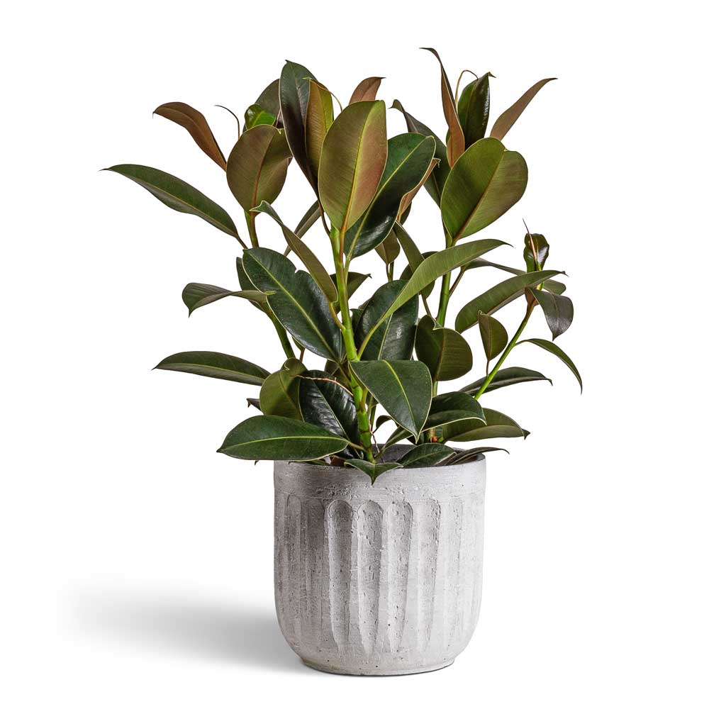 Ficus elastica Melany - Rubber Plant &amp; Duncan Plant Pot - Cement