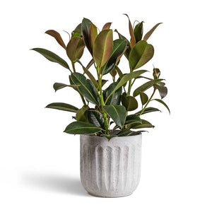 Ficus elastica Melany - Rubber Plant & Duncan Plant Pot - Cement