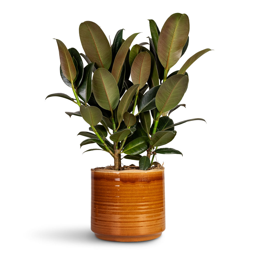 Ficus elastica Melany Rubber Plant - 19x55cm In Jordy Plant Pot Caramel - 20x18cm