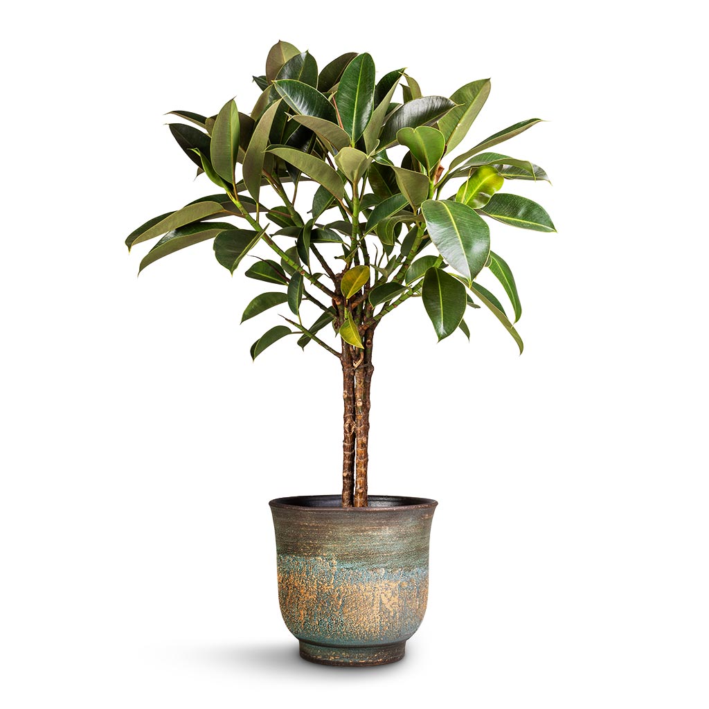 Ficus elastica Melany - Rubber Plant - Multi Stem &amp; Aico Plant Pot - Shiny Blue