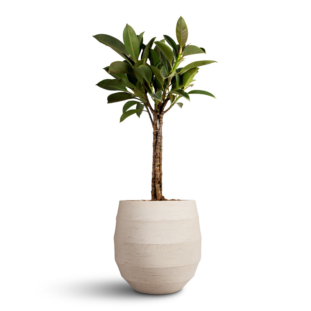 Ficus elastica Melany Rubber Plant Multi Stem - 21x90cm &  Bordo Balloon Planter Sand - 30x30cm