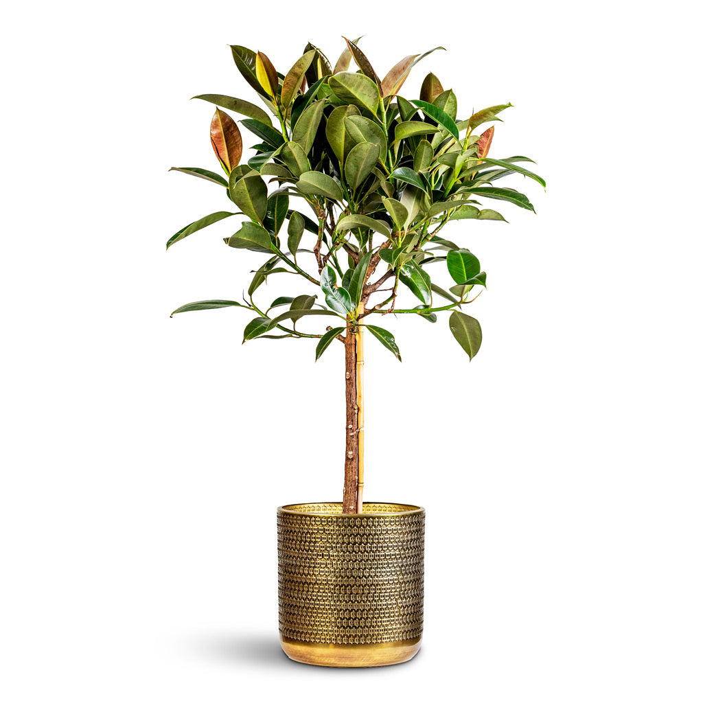 Ficus elastica Melany Stemmed 21x95cm House Plant In Solis Embossed Pot Gold 25x25cm