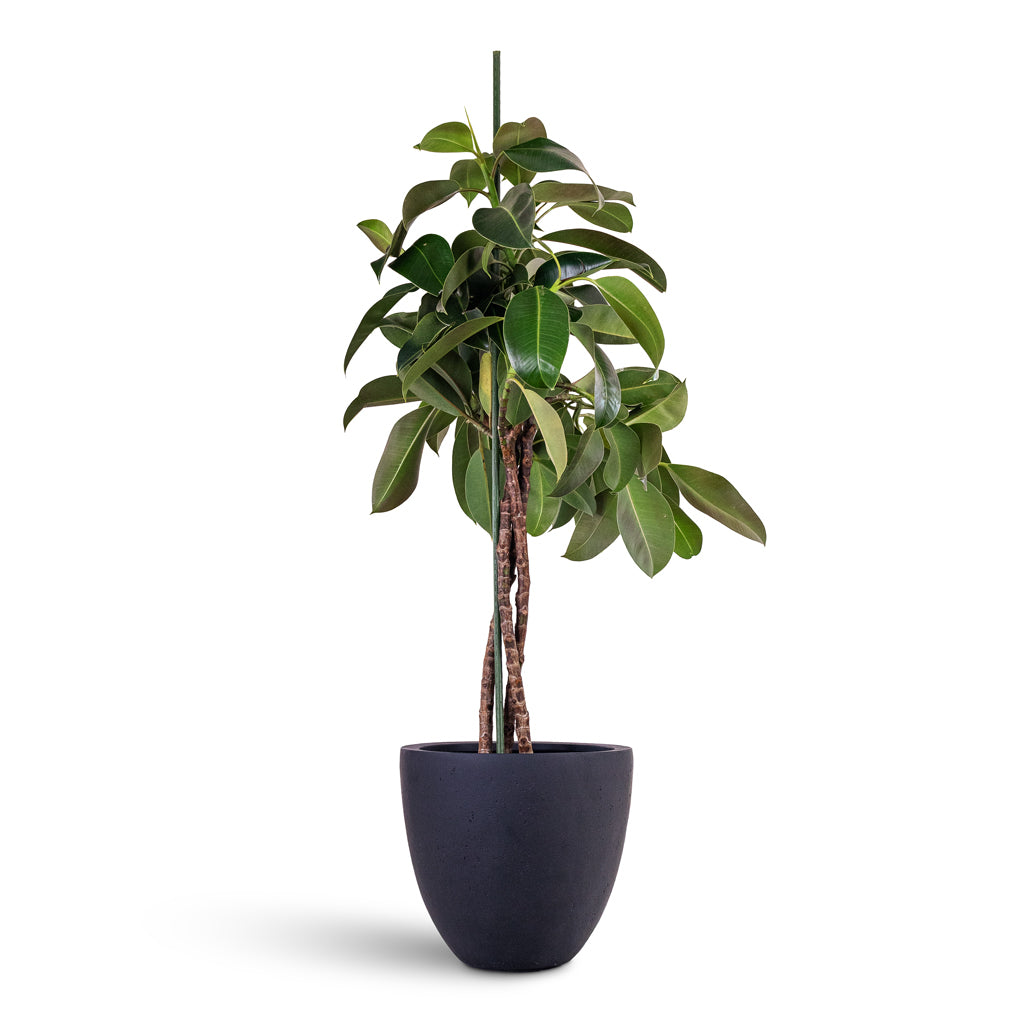 Ficus elastica Melany Stemmed 24x110cm House Plant In Grigio Egg Pot Planter Anthracite Concrete 32x29cm