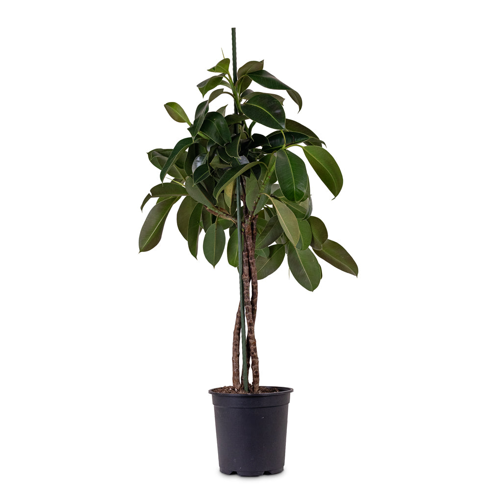 Ficus elastica Melany Stemmed 24x110cm
