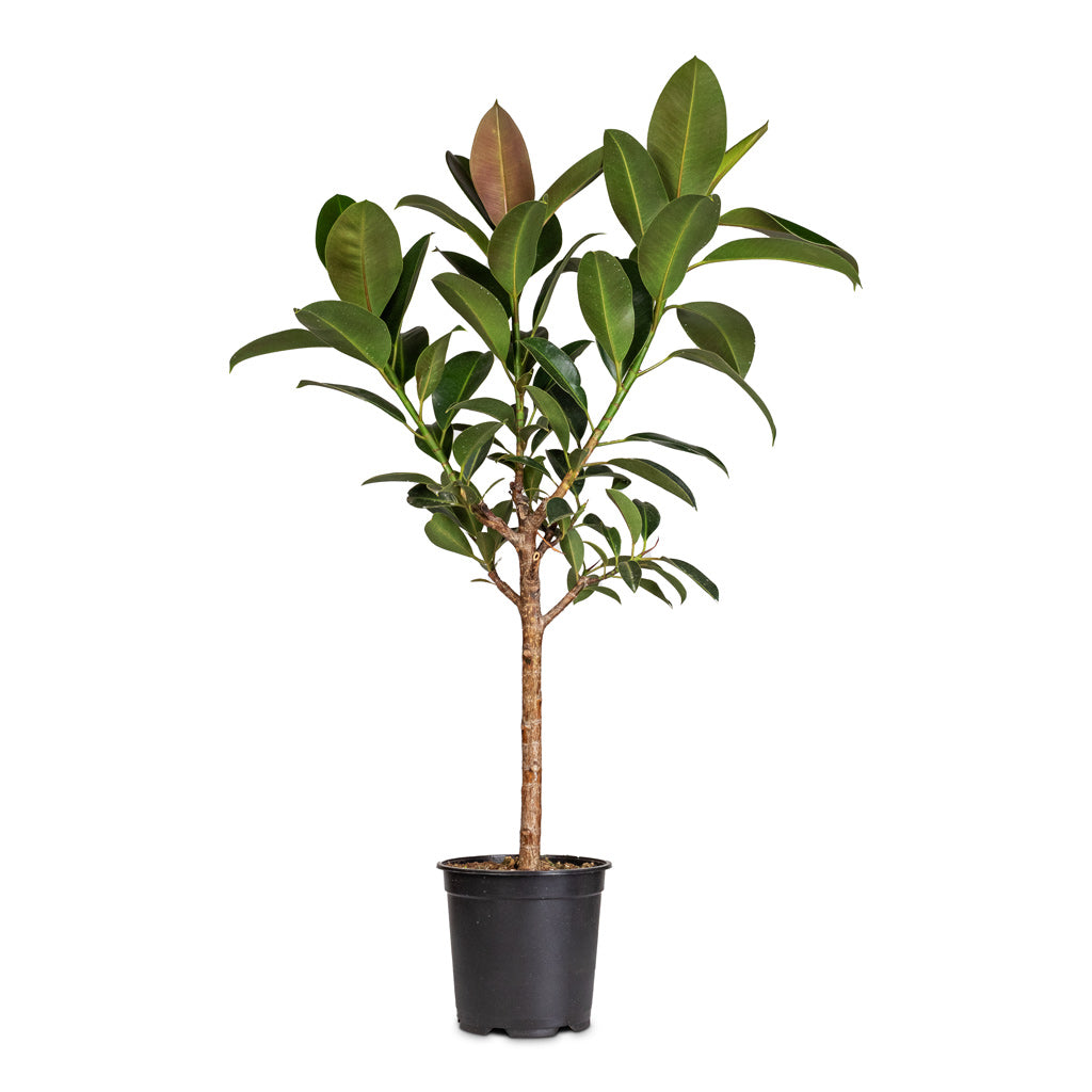 melany rubber tree Ficus elastica Melany - Rubber Plant - Stemmed | Hortology