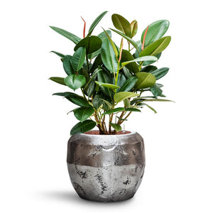 Ficus elastica Robusta - Rubber Plant - HydroCare & Opus Raw Couple Planter - Silver