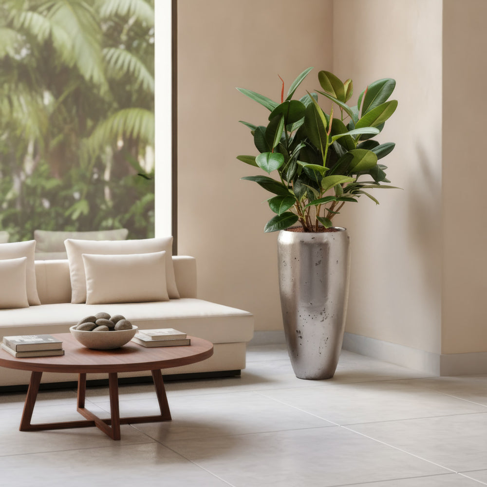 Ficus elastica Robusta - Rubber Plant - HydroCare in Opus Raw Partner Planter - Silver