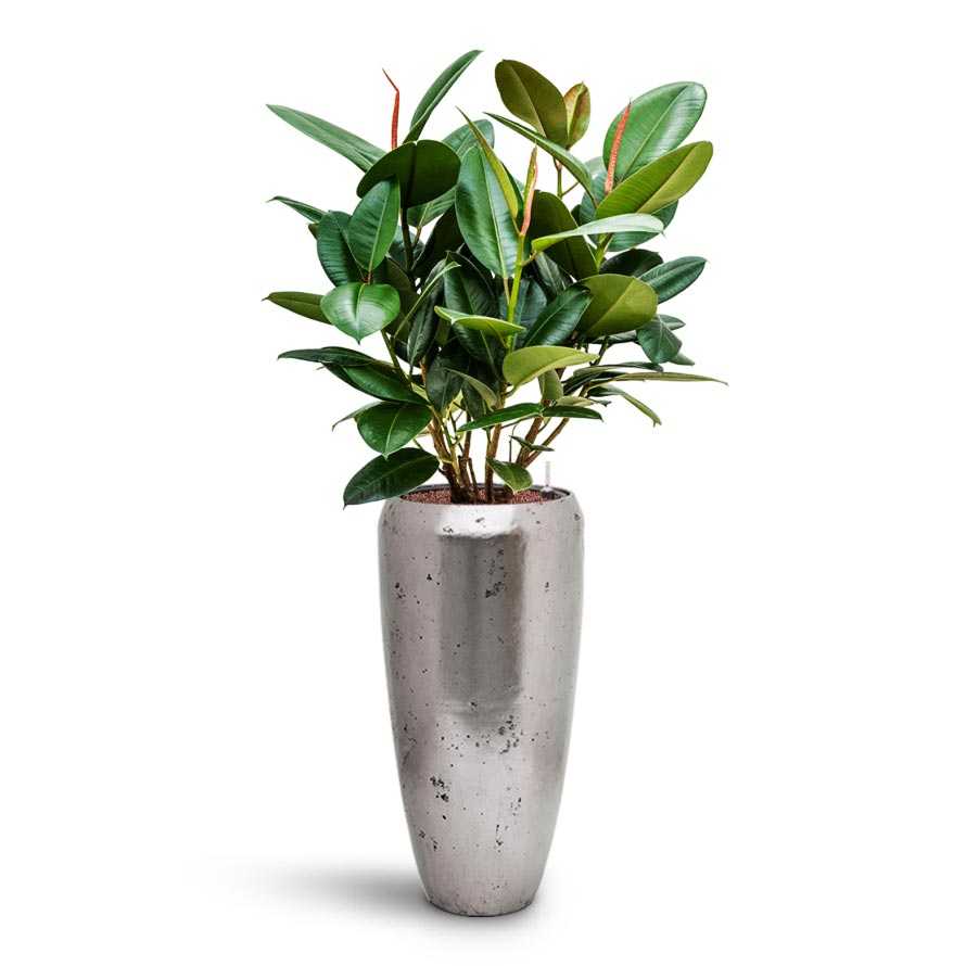 Ficus elastica Robusta - Rubber Plant - HydroCare &amp; Opus Raw Partner Planter - Silver