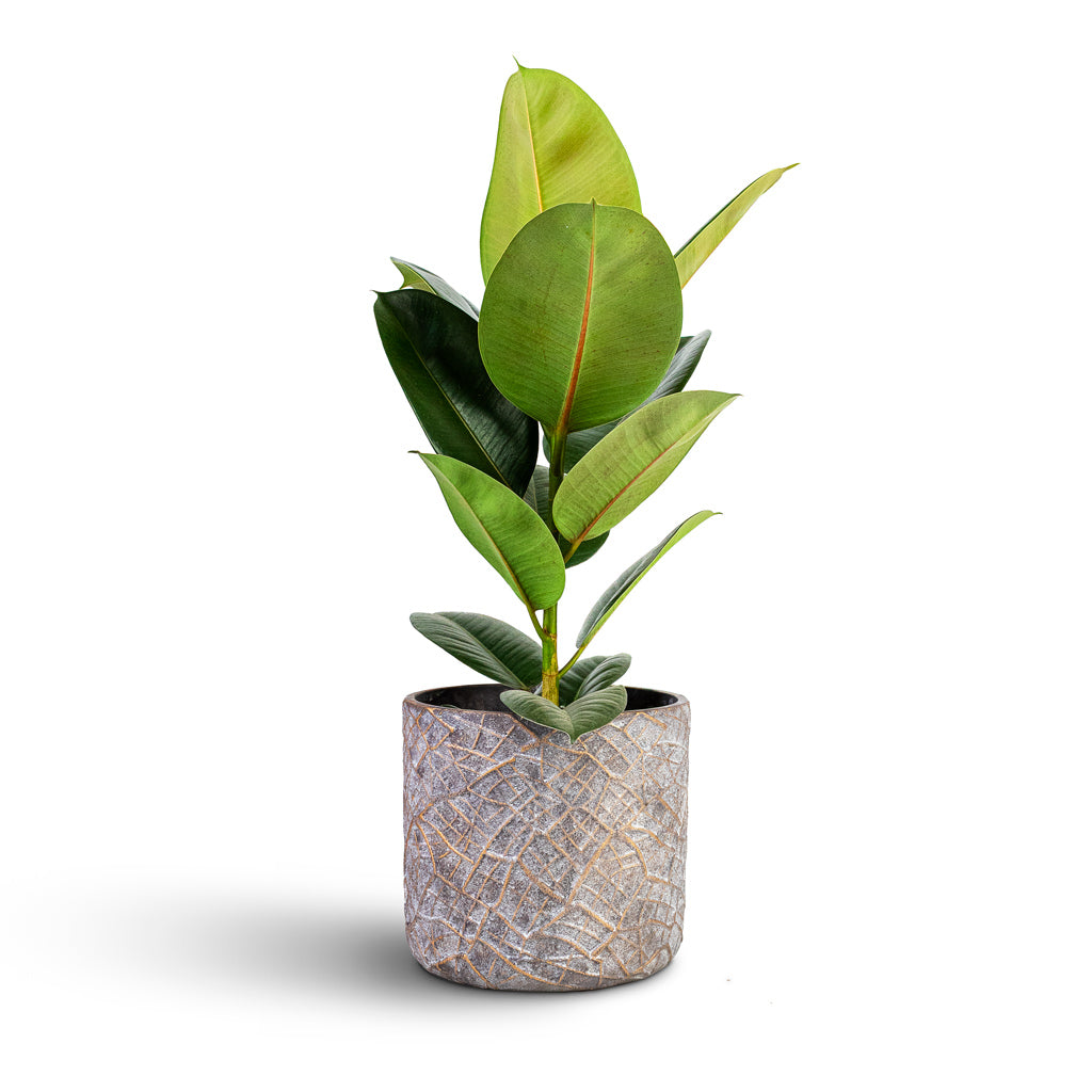 Ficus In elastica Robusta - 17x50cm In Denzel Pot Shiny Concrete - 24x22cm