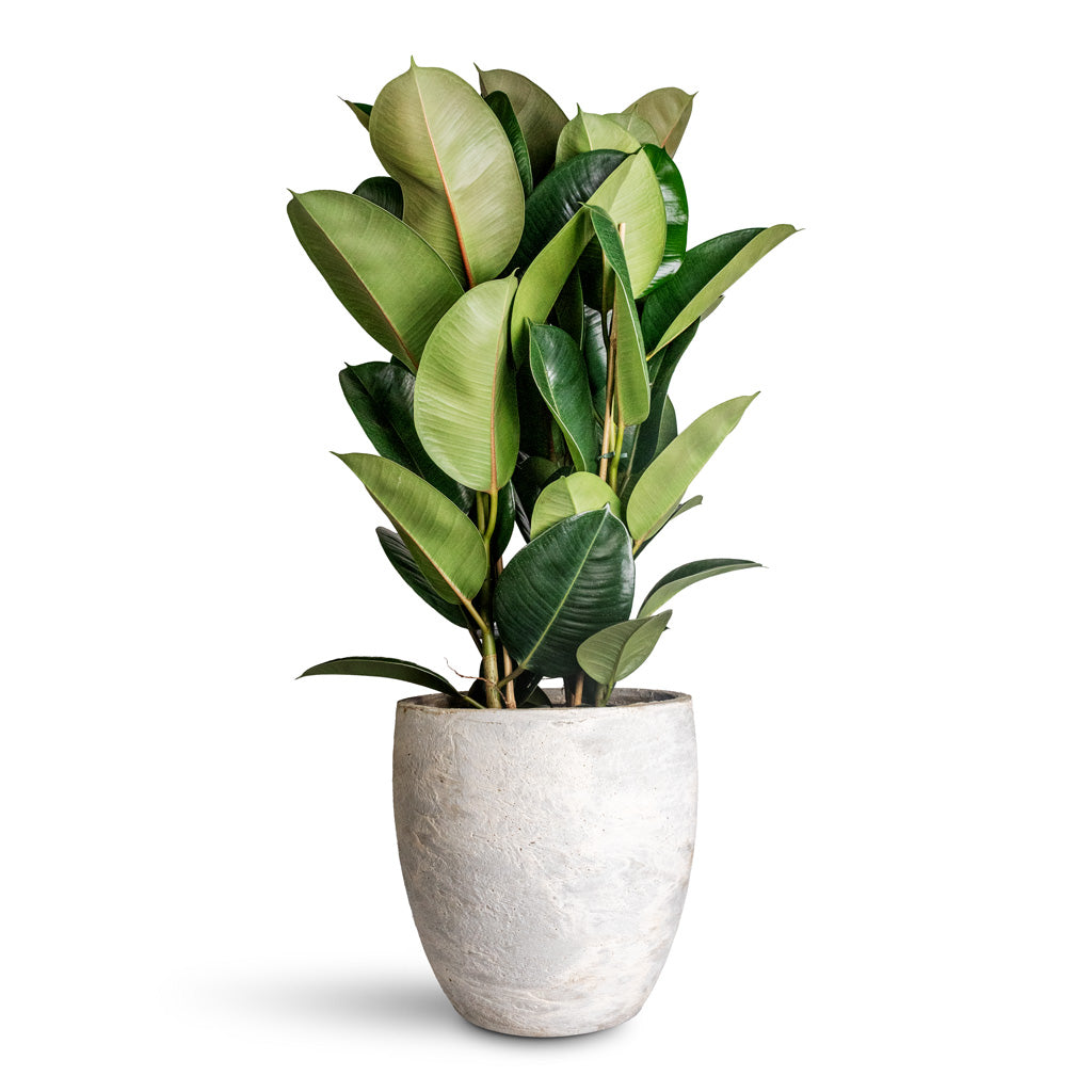 Ficus elastica Robusta - 24x90cm In Algar Couple Planter White - 34x34cm