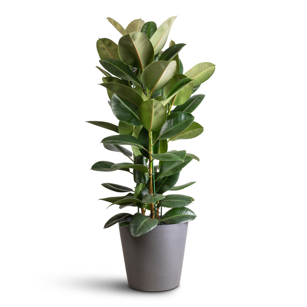 Ficus elastica Robusta 30x110cm In Amsterdam Bucket Planter Grey - 40x35cm