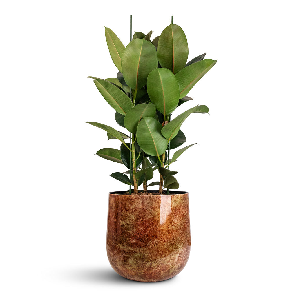 Ficus elastica Robusta - 30x110cm In Cilia Metal Pot Latte Copper - 37x32cm