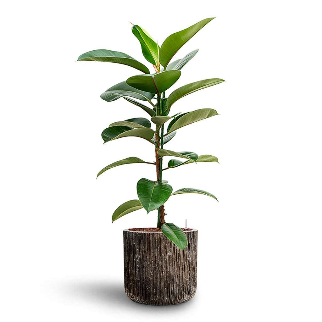 Ficus elastica Robusta HydroCare in Luxe Lite Waterfall Cylinder - Bronze - 40 x 141cm